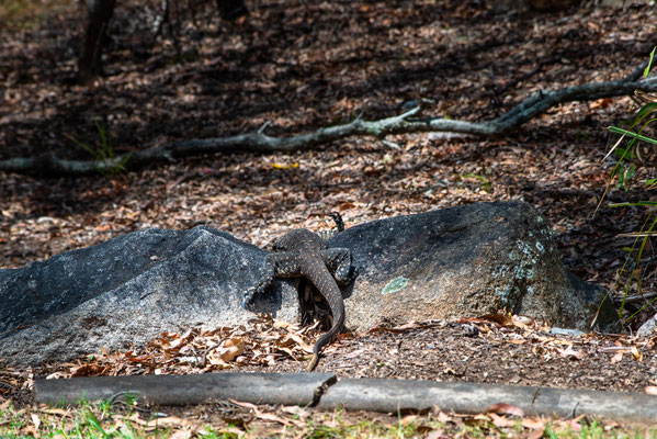 Mount Coot-tha Summit Track - der Goanna flüchtet