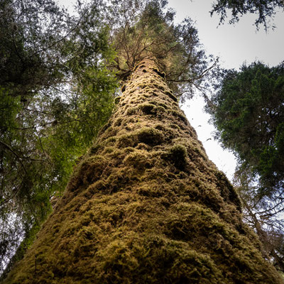 Rainforest Figure Eight Loop, Pacific Rim Nationalpark