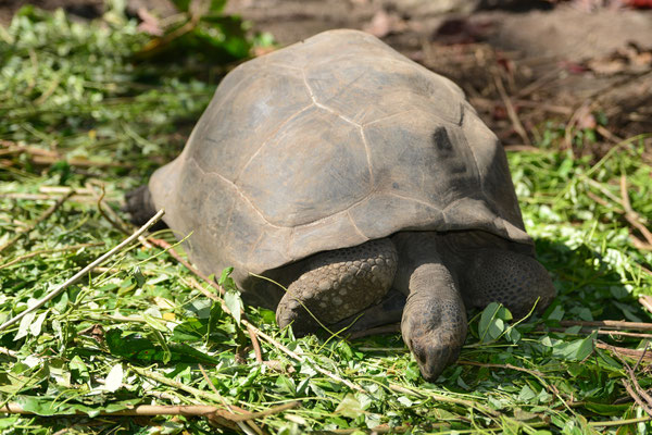 Riesenschildkröte
