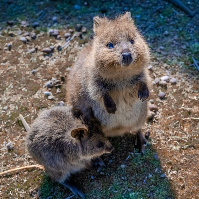 Rottnest Island - Quokkas am Nachmittag