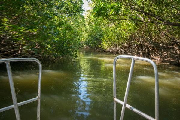 Solar Whisperer Daintree River Crocodile Tour