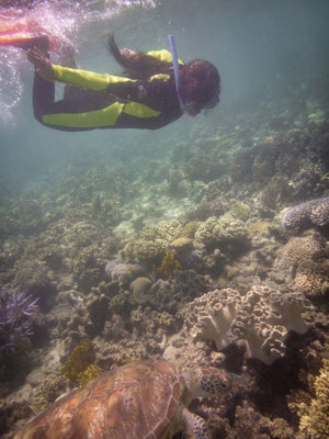 Schnorchel-Tour mit 'Ocean Safari', Cape Tribulation