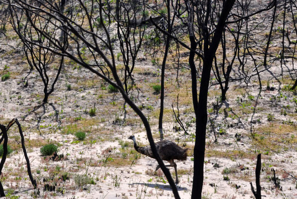 Coffin Bay National Park - Emu
