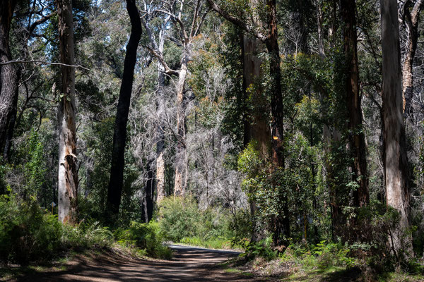 unterwegs in den Karri-Wäldern, Leeuwin Naturaliste Nationalpark