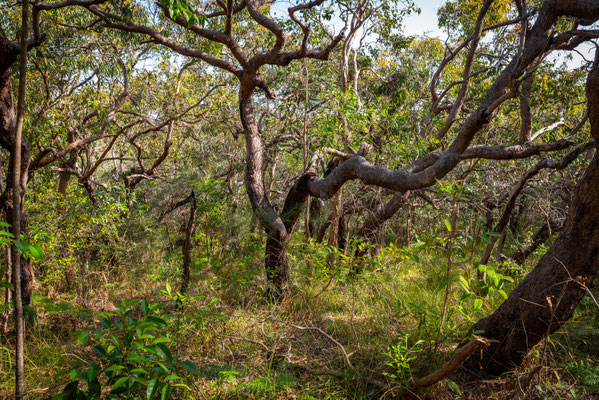 Noosa Heads National Park - Tanglewood Track