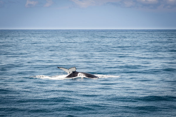 Whale Watching Brisbane