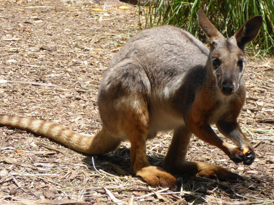 Featherdale Wildlife Park