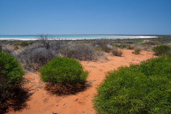 Shell Beach, Shark Bay - der Shell Beach Lookout