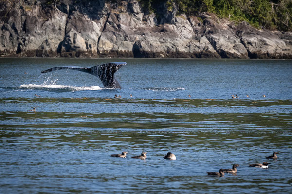 Port McNeill/Knight Inlet - Grizzly Tour mit 'Sea Wolf Adventures' - Buckelwale