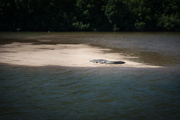 Solar Whisperer Daintree River Crocodile Tour