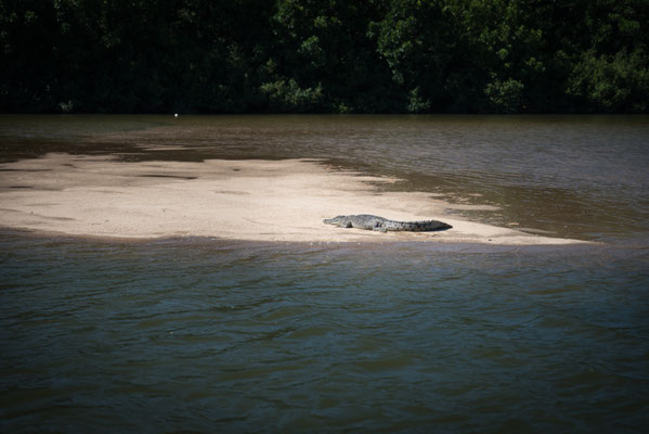 Solar Whisperer Daintree River Crocodile Tour