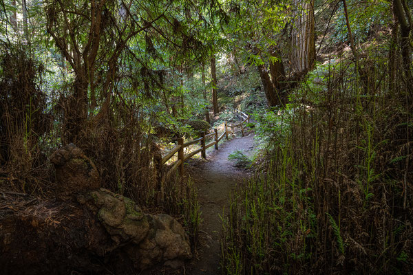 'Muir Woods National Monument' - im Valley