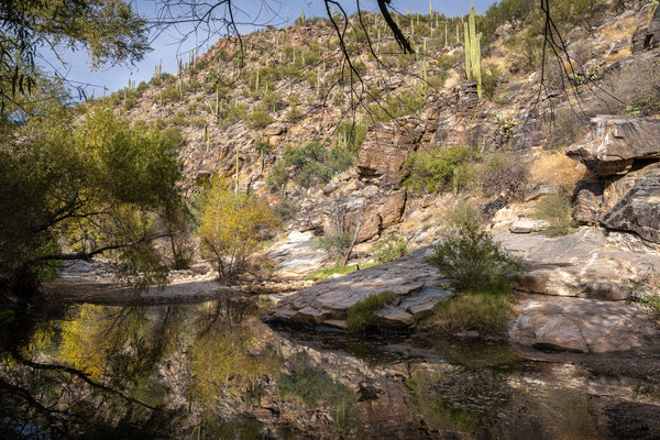 Sabino Canyon - Creek Trail