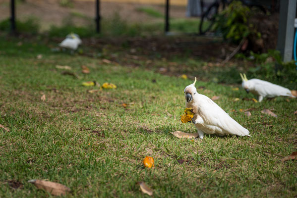 auf dem Island Getaway Caravan Park, Airlie Beach