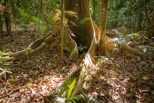 Camping Lync-Haven Rainforest Retreat - wir machen wieder einen Rundgang voller Hoffnung auf dem Cassiowary Trail...