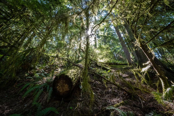 Englishman River Falls Provincial Park - Rundwanderung