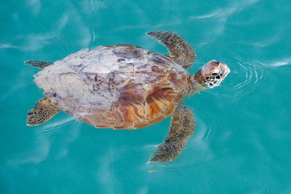 Monkey Mia, Shark Bay - Monkey Mia Dolphin Resort - Meeresschildkröte direkt beim Pier