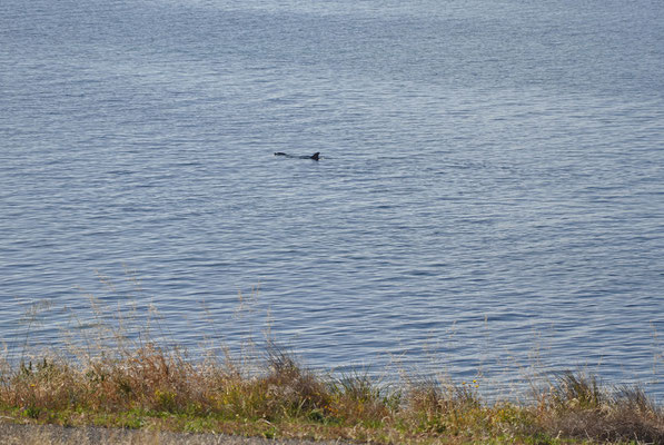 Streaky Bay - Delfine in der Bucht