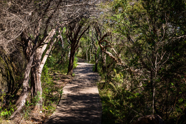 Hermitage Foreshore Walk 