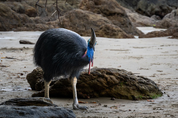 Etty Bay Beach - Cassowary am Strand
