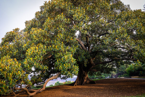 Royal Botanic Garden