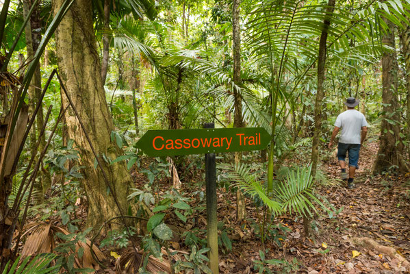 Cassiowary Trail beim Camping - auf der Suche nach dem Kasuar