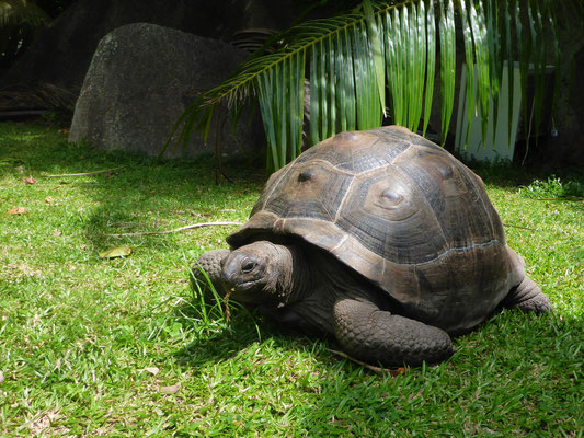 Das Inselinnere von Big Sister Island