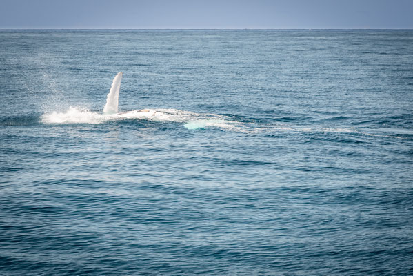 Whale Watching in Brisbane