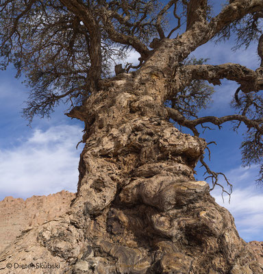 Namibia - uralter Kameldornbaum
