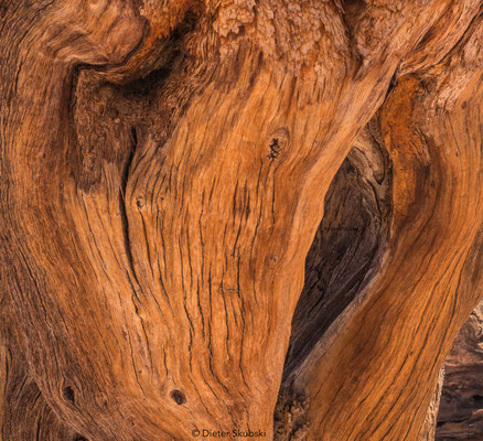 Namibia Kameldornbaum