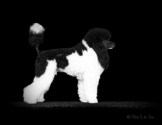 Les Origines Du Caniche Bicolore Site De Ledahlianoir Les Origines Du Caniche Bicolore Site De Ledahlianoir