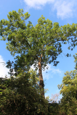 Esche (Fraxinus excelsior),gesunder Baum,  Rote Liste Status: 8 nicht gefährdet, Bild Nr.449, Aufnahme von Nikolaus Eberhardt (10.9.2017)