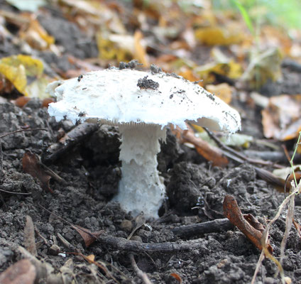 Echter Eier-Wulstling (Amanita ovoidea), Rote Liste Status: 10 noch nicht bestimmt, Bild Nr.448, Aufnahme von Nikolaus Eberhardt (10.9.2017)