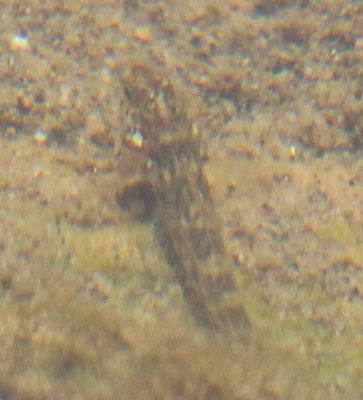 Schwarzmundgrundel (Neogobius melanostomus), Rote Liste Status: 9 nicht relevant, Bild Nr.614, Aufnahme von N.E. (20.10.2018)