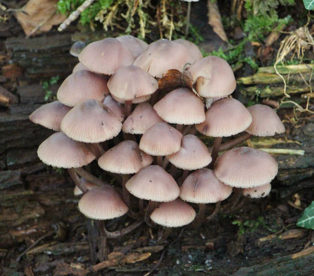 Gelbstieliger Nitrat-Helmling (Mycena renati), Rote Liste Status: 10 noch nicht bestimmt, Bild Nr.644, Aufnahme von Nick E. (13.10.2019)