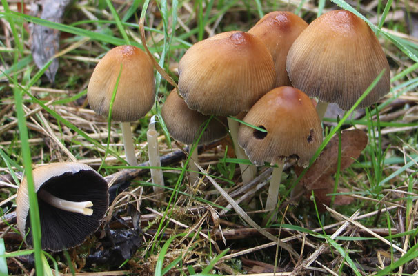 Glimmertintling (Coprinellus micaceus), Bild Nr.336, Aufnahme von Nikolaus Eberhardt (9.10.2016)