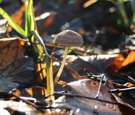 Halmfaserling, Bild Nr.194, Aufnahme von Nikolaus Eberhardt (6.12.2015)