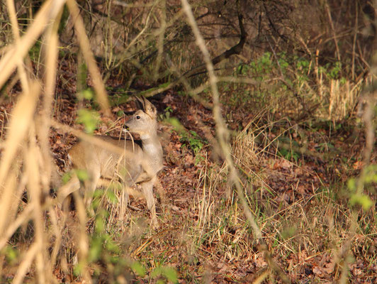 Reh (Capreolus capreolus), Rote Liste Status: 10 noch nicht bestimmt, Bild Nr.647, Aufnahme von Nick E. (26.12.2019)