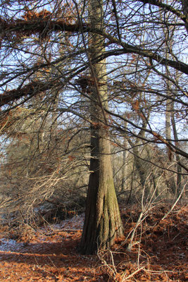 Sumpfzypresse (Taxodium), Rote Liste Status: 10 noch nicht bestimmt, Bild Nr.329, Aufnahme von Nikolaus Eberhardt (22.1.2017)