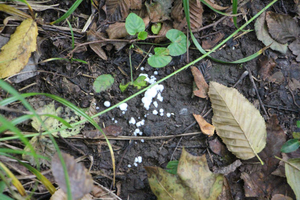 Weisser-Netzpolster (Ceratiomyxa fruticulosa var. Porioides), Rote Liste Status: 10 noch nicht bestimmt, Bild Nr.643, Aufnahme von Nick E. (13.10.2019)