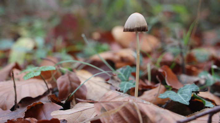 Dunkelrandiger Düngerling (Panaeolus Cinctulus), giftig!!!,  RoteListe: 10 noch nicht bestimmt, Bild Nr.715, Bild v. Nick E. (8.11.2020)