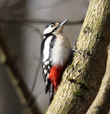 Buntspecht (Dendrocopos major), RoteListe: 8 nicht gefährdet, Bild Nr.625, Bild v. Nick E. (17.3.2019)