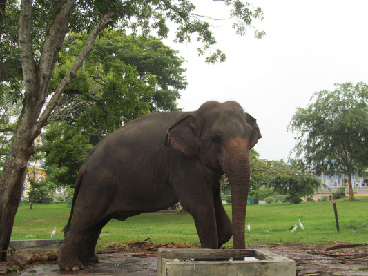 Gefangener Elefant bei Dewi Nuwara