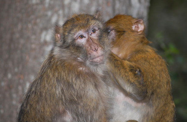 Macaque de Barbarie (Macaca sylvanus). Forêt de cèdres, près d'Azrou ©Michel AYMERICH