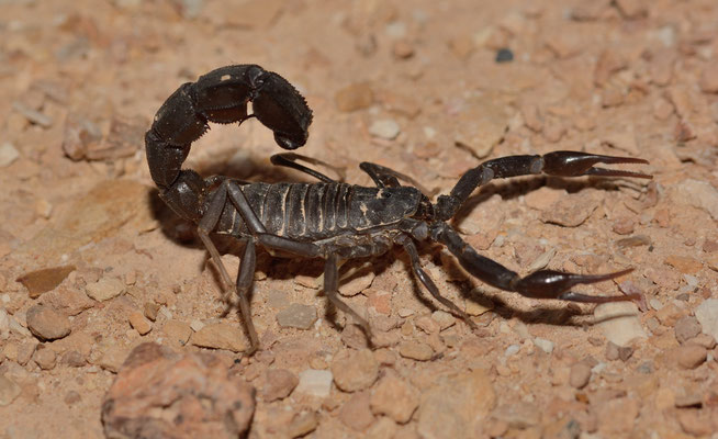 Androctonus sp. Scorpion près de la cascade de Khaoui Naam, ©Michel AYMERICH