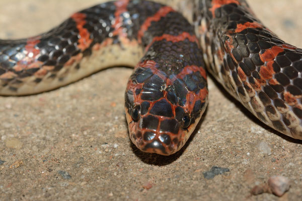 Red-banded Snake (Dinodon rufozonatum). Province de ANHUI  ©Michel AYMERICH
