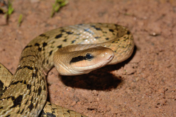 Serpent-Ratier (Orthriophis taeniurus). Non-venomous! Juillet 2016 ©Michel AYMERICH