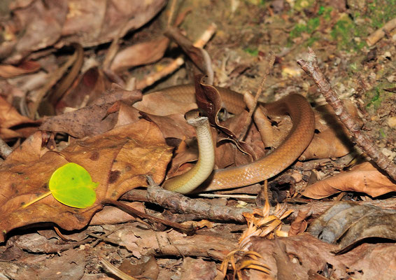 黑头剑蛇 (Sibynophis chinensis).  Non-venomous! Guangxi, Chine 2017 ©AYMERICH Michel