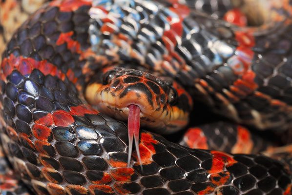  Red-banded Snake (Dinodon rufozonatum). No poisonous! Juillet 2016  ©Michel AYMERICH