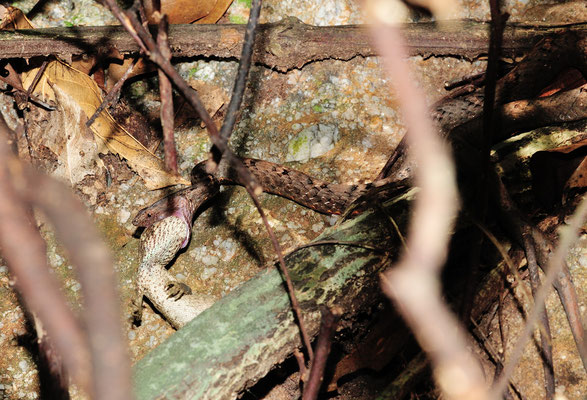 Mock Viper 紫沙蛇 (Psammodynastes pulverulentus) Mildly venomous, ingurgitant un agamidae du genre Pseudocalotes. . Guangxi, juin 2017 ©Michel AYMERICH